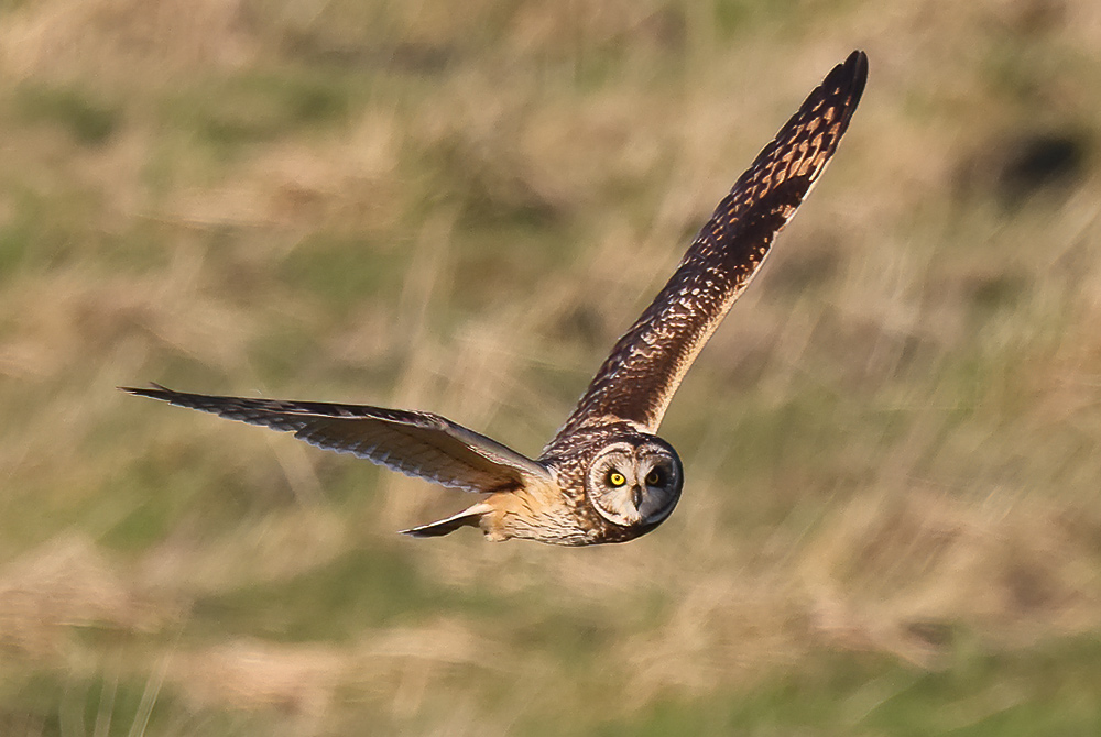 Short-eared owl